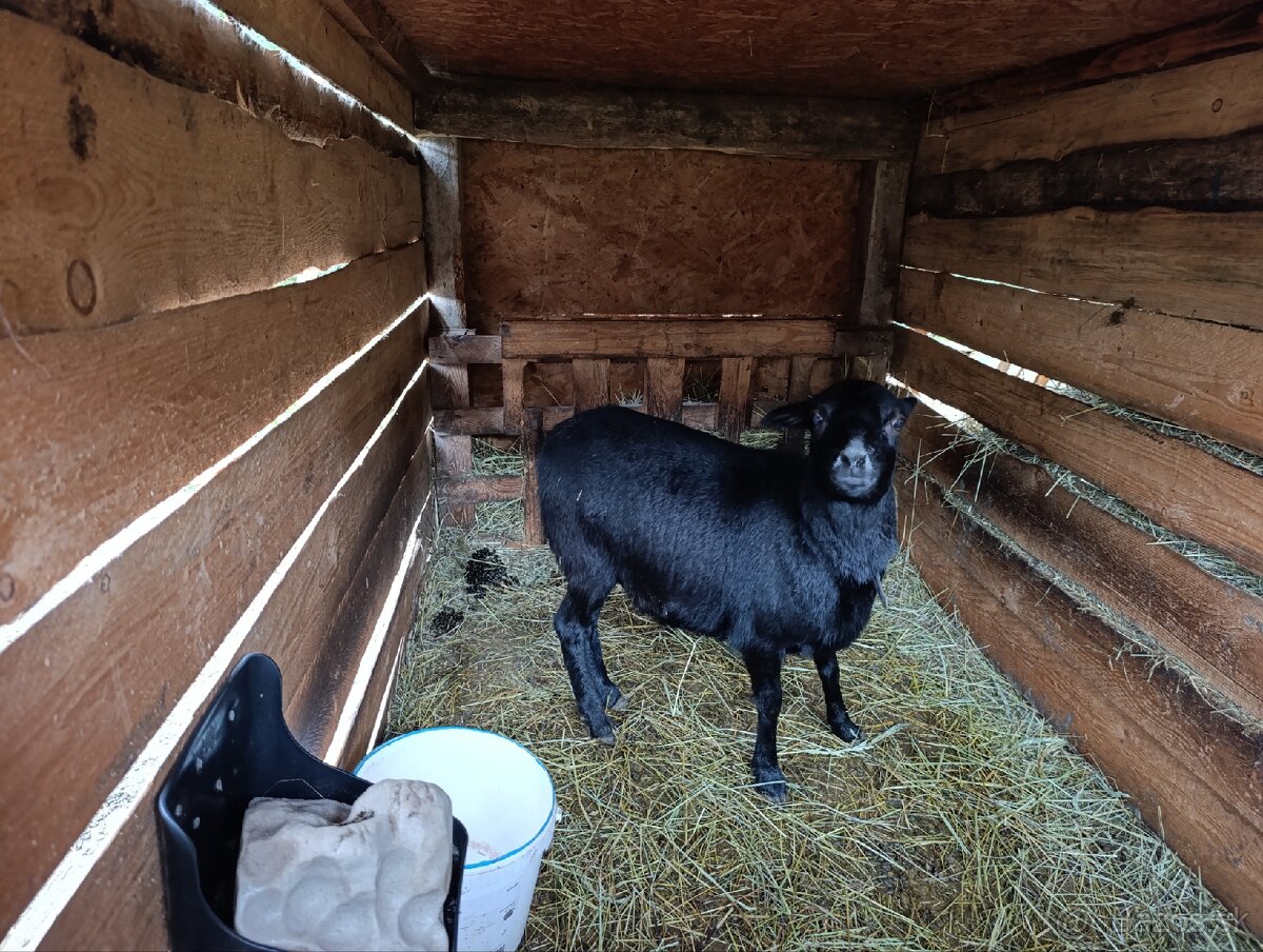 Kamerunská ovca - 3