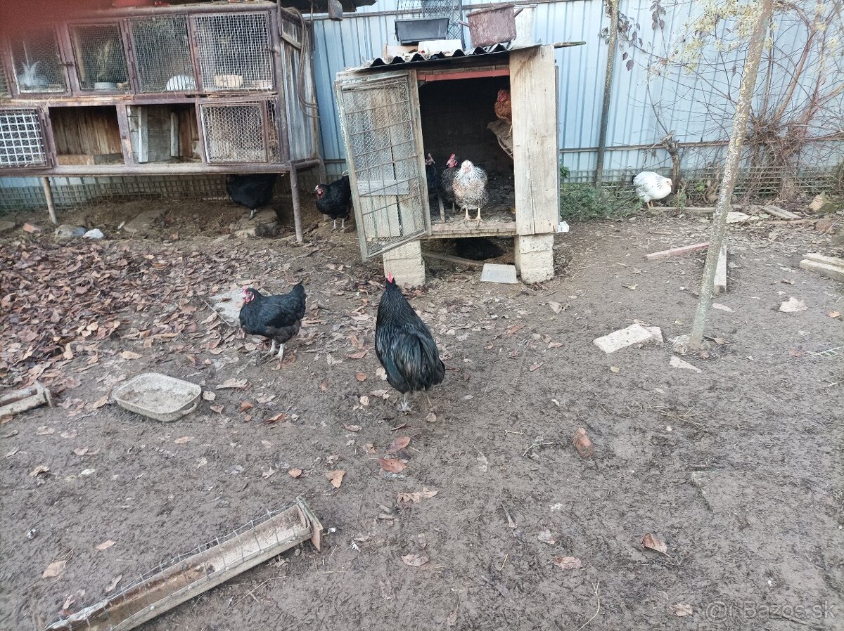 Predám kohútov - 3