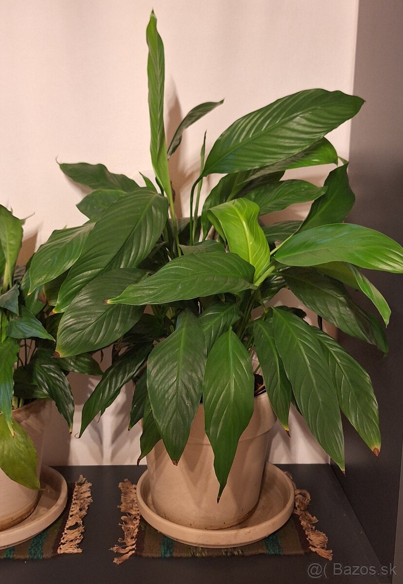 Lopatkovce v keramických kvetinačoch - 3