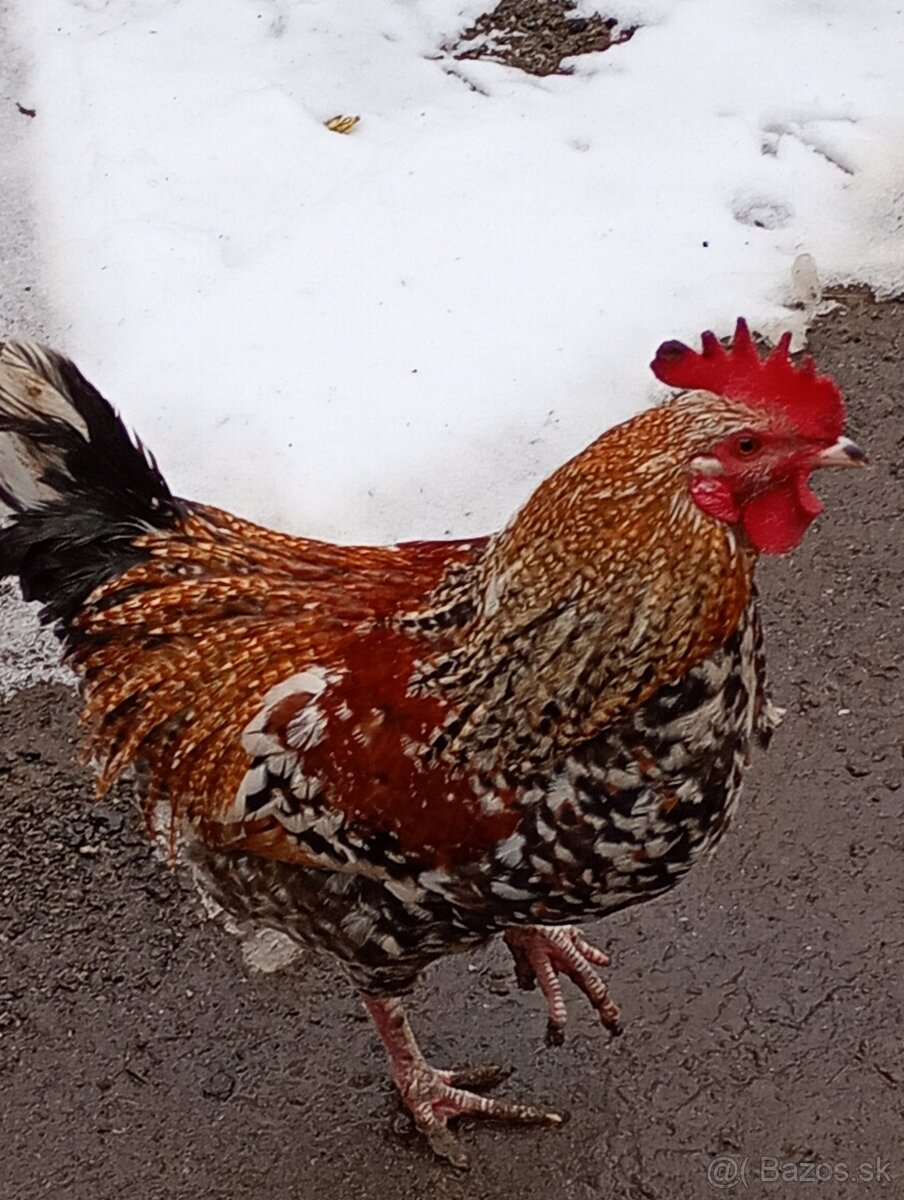 Predám mladé kohúty.2025 - 3