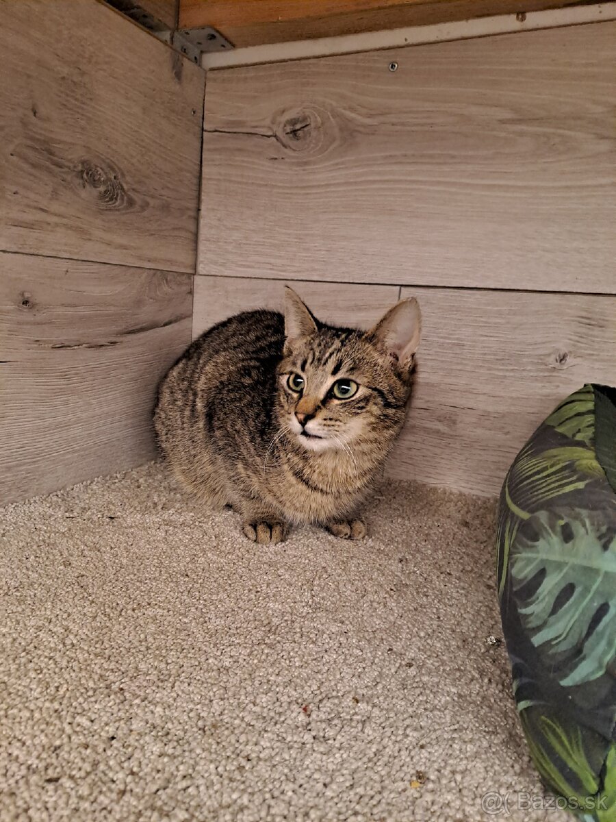 Darujem kocúrika - 3