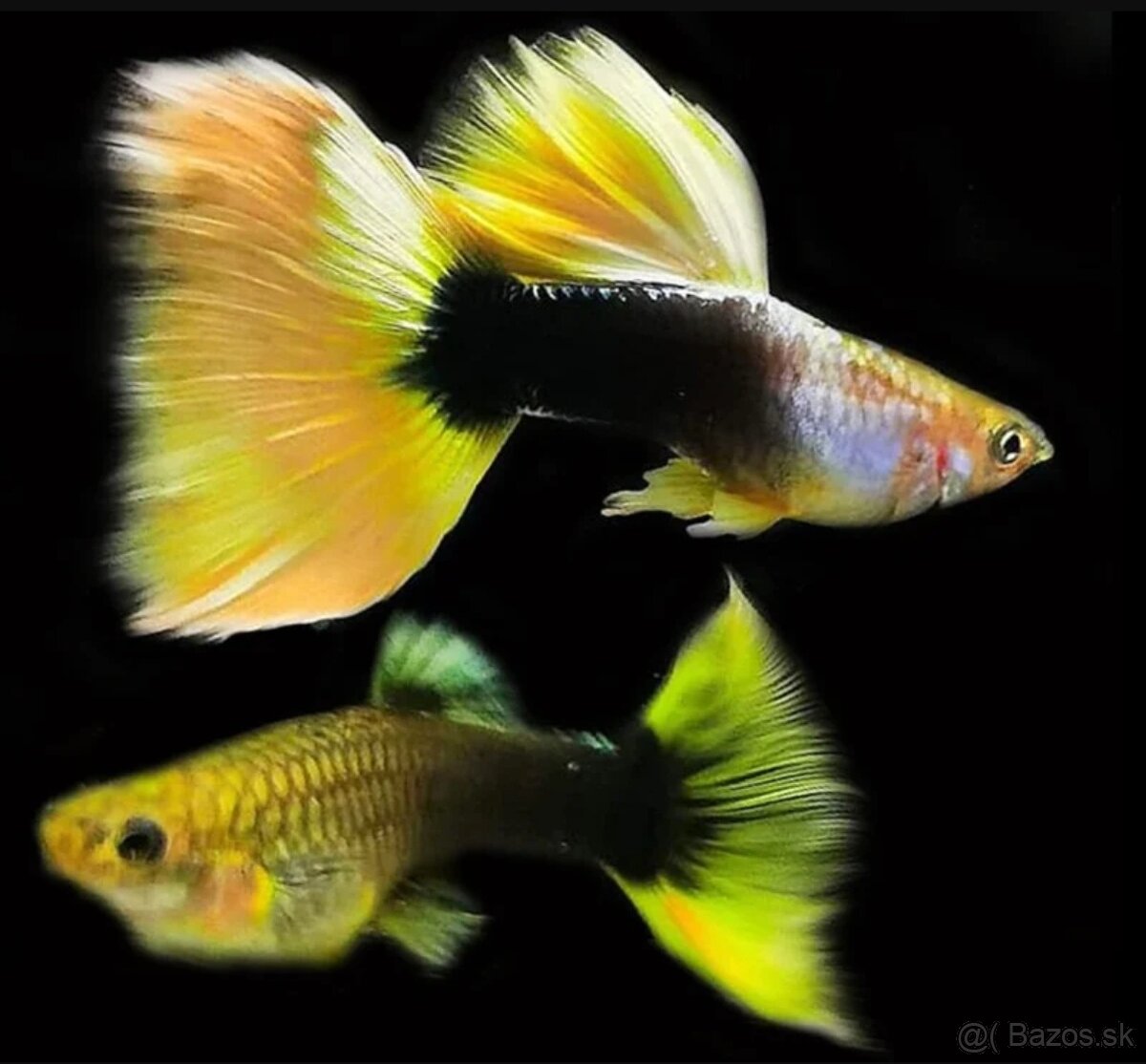 Japan Blue Mosaic Guppy/Gupky - 3