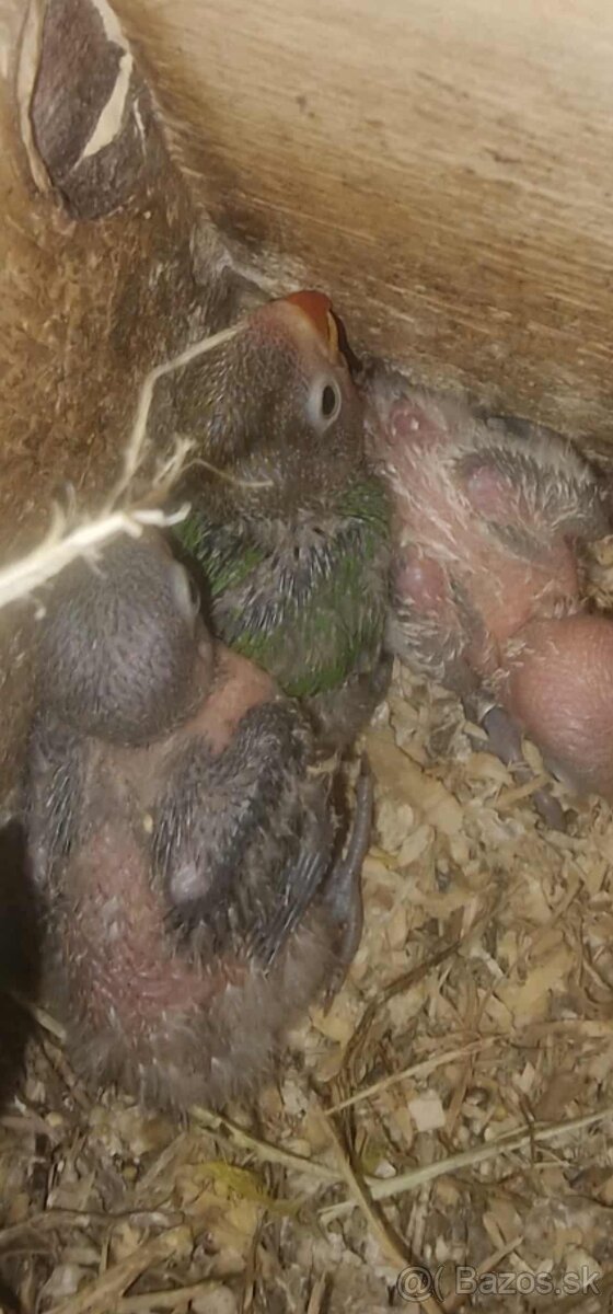 Agapornis fisher na dokrmenie - 3