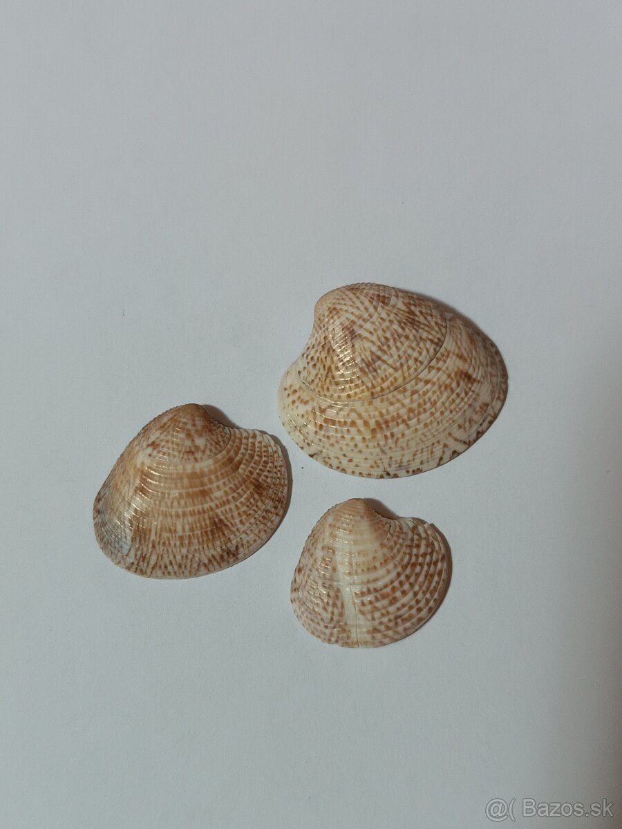 Dekoračné mušle - 3