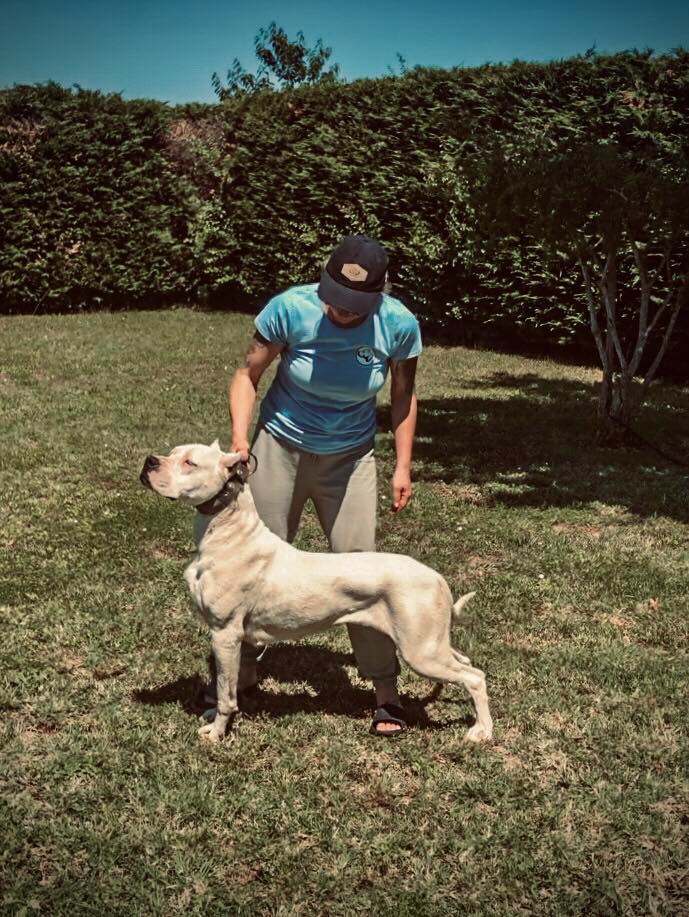 Argentínska doga - sučka s PP - 3