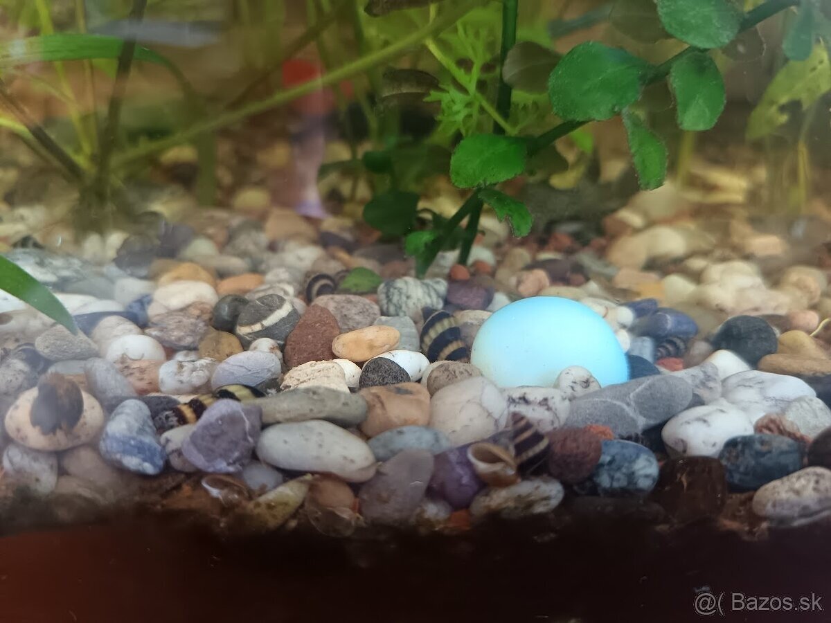 Predám Clea Helena - Helenky - 3