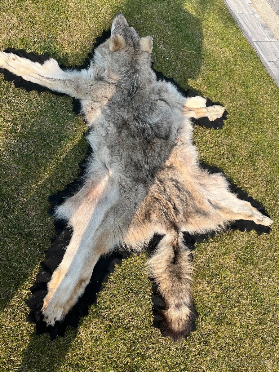 Kožušina vlka - 3