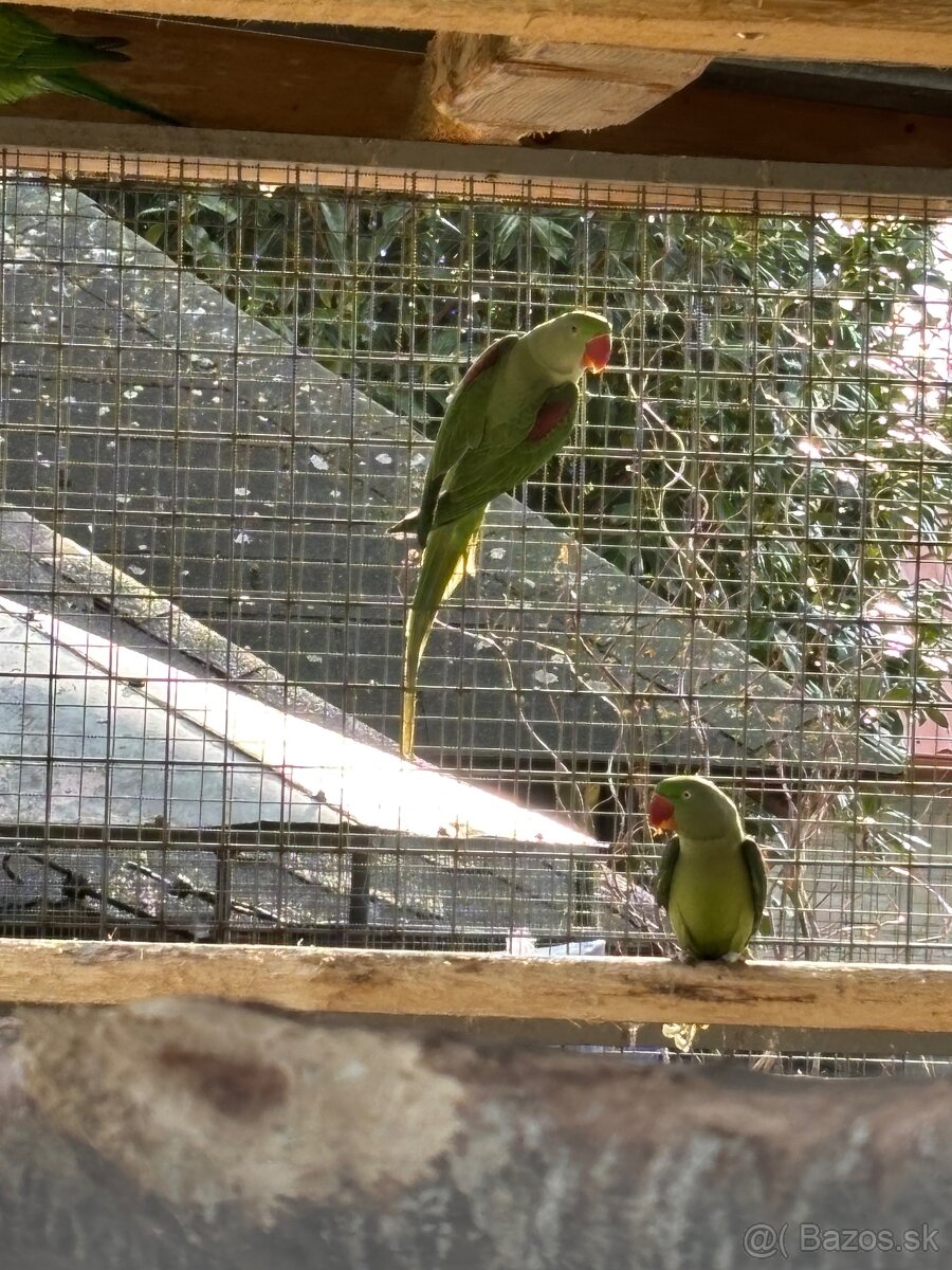 Predám Alexander velký - 3