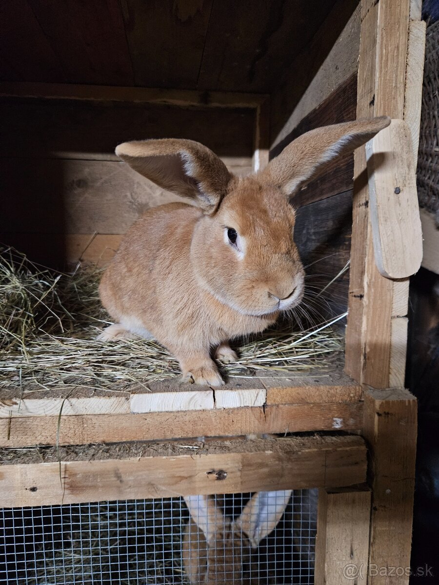 Burgundský králik - 3