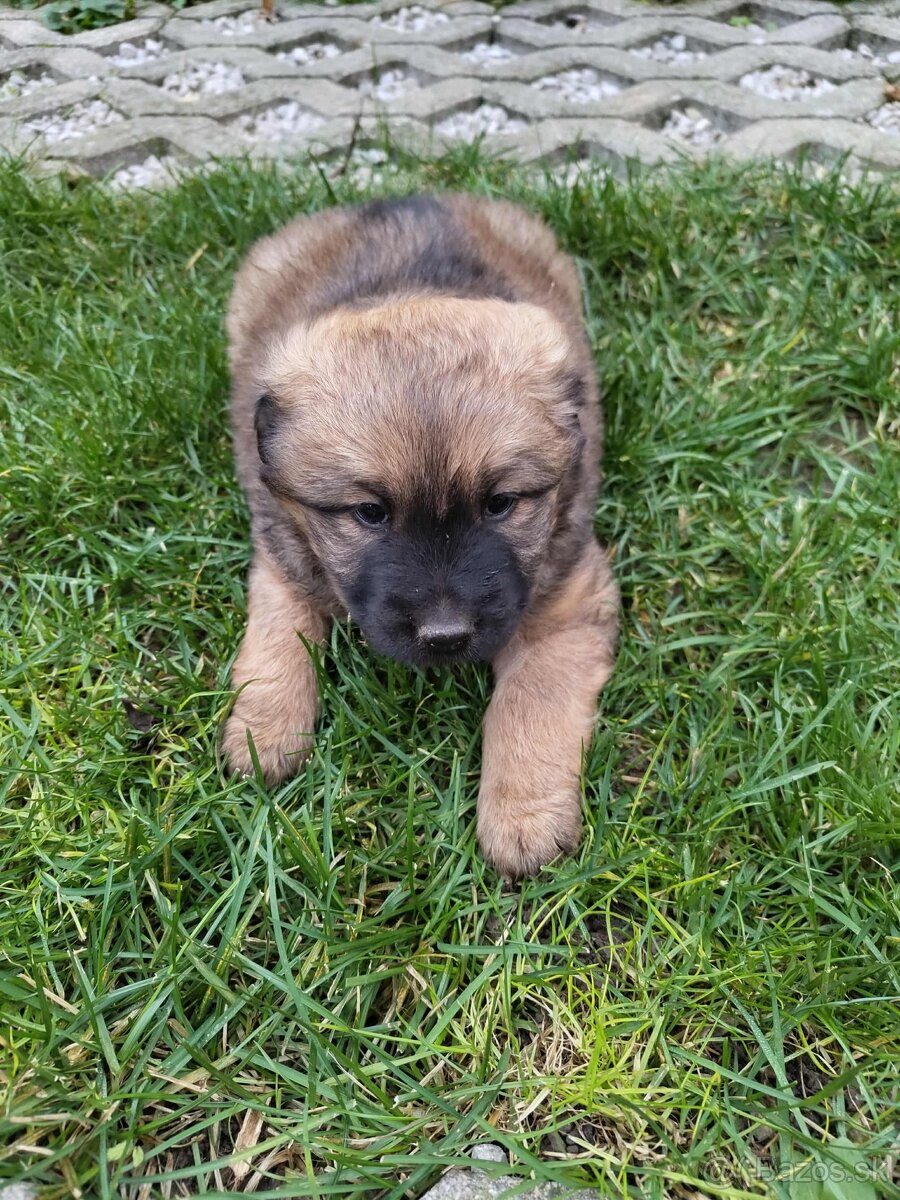 Darujem šteniatko – len do dobrých rúk - 3