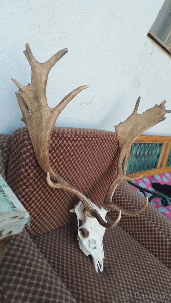 Predám trofej Daniela parožie zhody trofeje. - 3