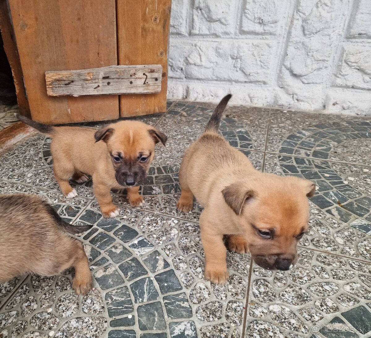 Darujem šteniatka - 3