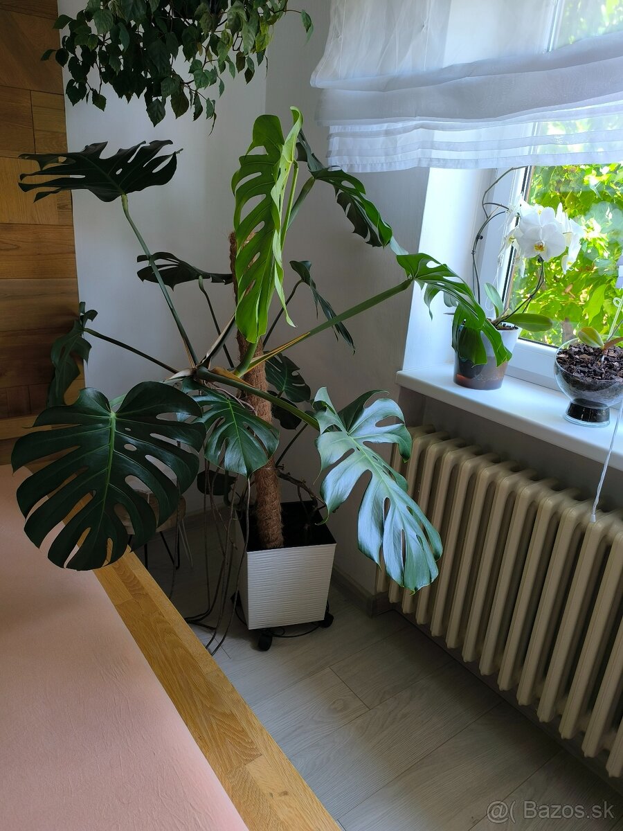 monstera - živý kvet - 3