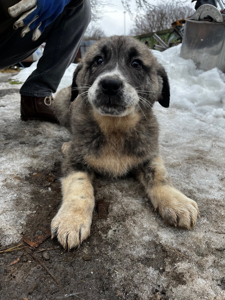 Stredoázijský ovčiak - 3