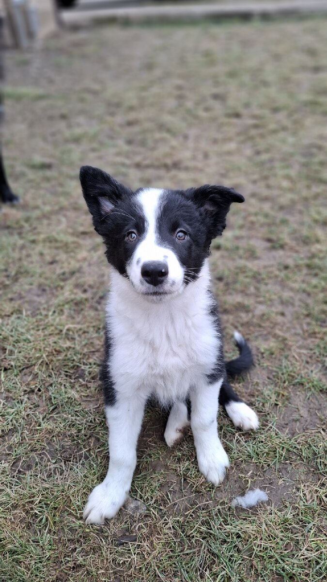 Border kólia s PP (ISDS) - 3