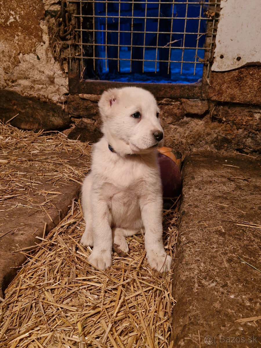 Stredoázijský ovčiak SAO s PP - 3