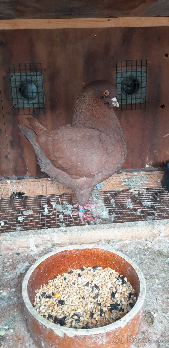 Americký King 2024 2025 samci. - 3