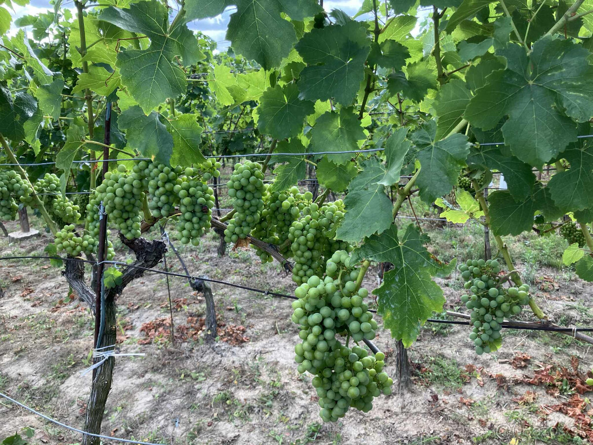 Predám vinicu v osobnom vlastníctve - 3