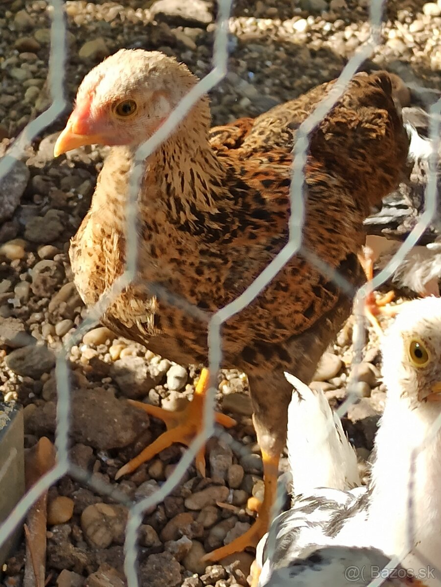 Predám kohúta Wyandotka zdrobnelá oranžovávlnitá - 3