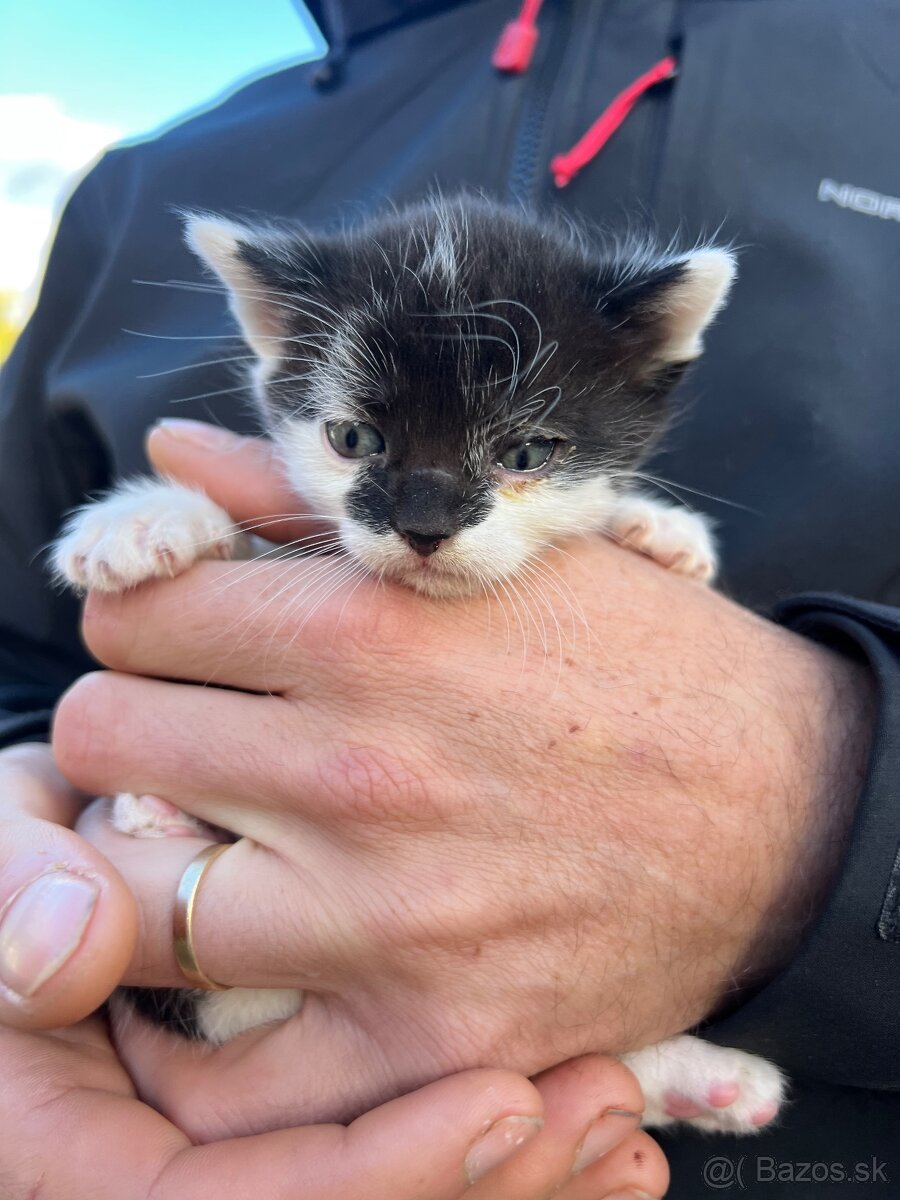 Darujeme mačiatka - 3