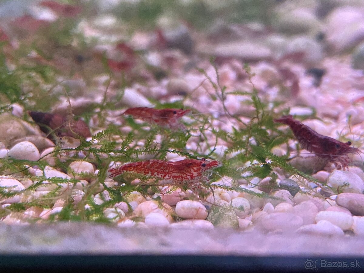 Gubky/Krevety/Prísavníky - 3