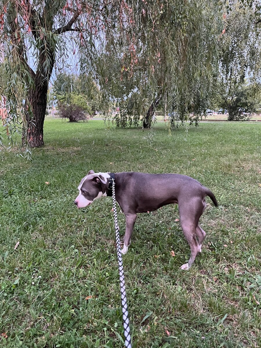 Darujem Staforda - 3