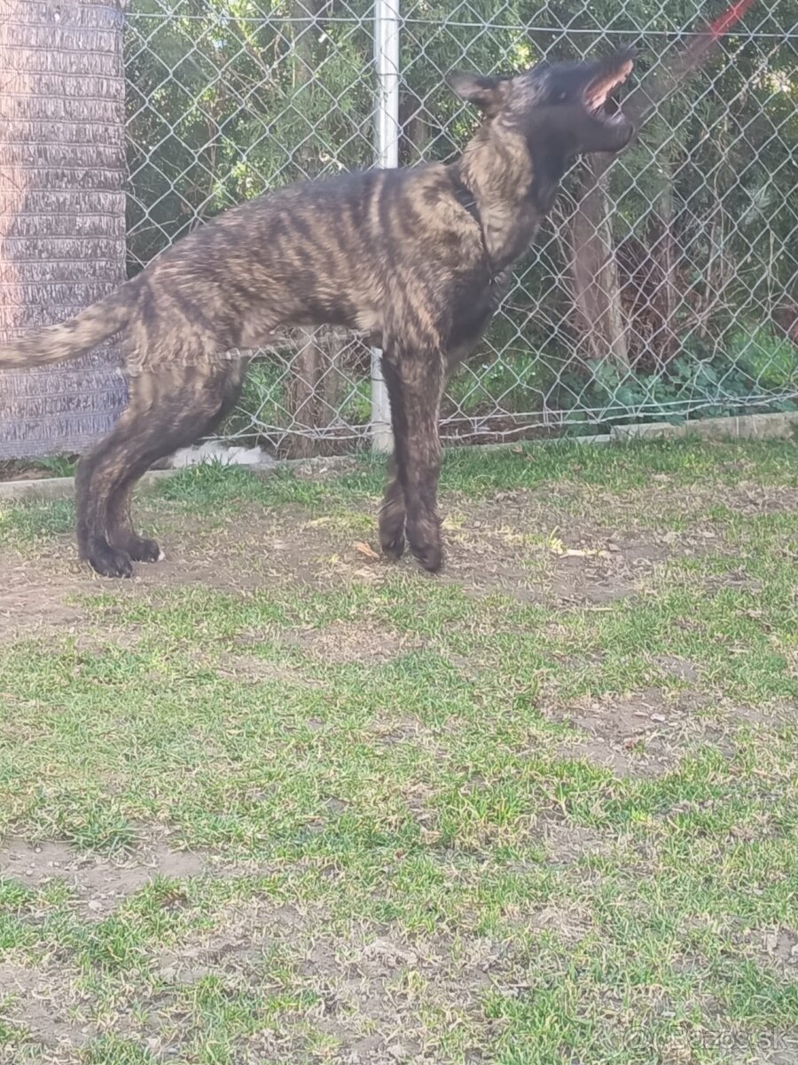 Holandský ovčiak - 3