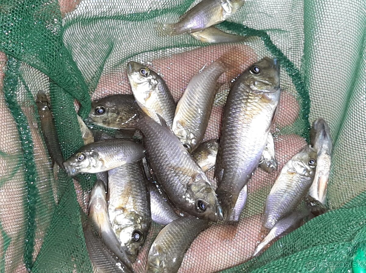 Thoracochromis brauschi - 3