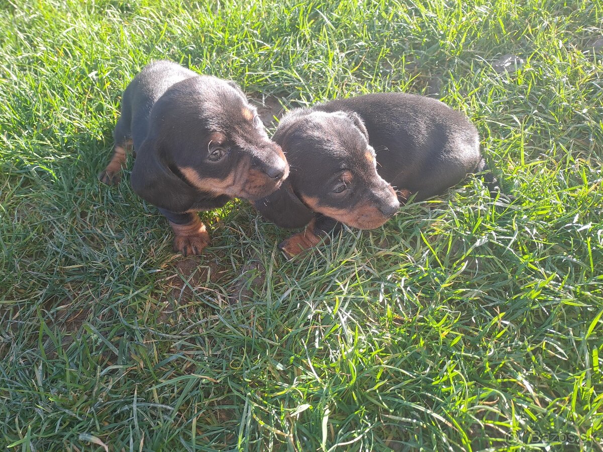 Jazvečik krátkosrstý s pálením - 3