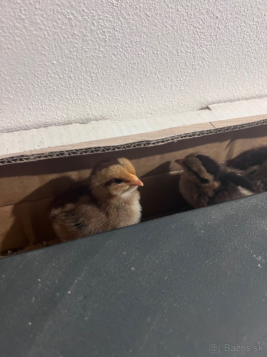 Predám kuriatka - 3