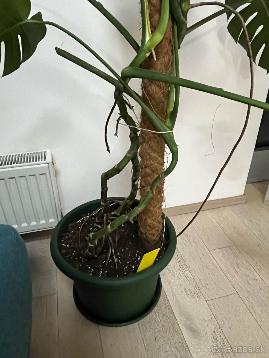 Monstera deliciosa - 3