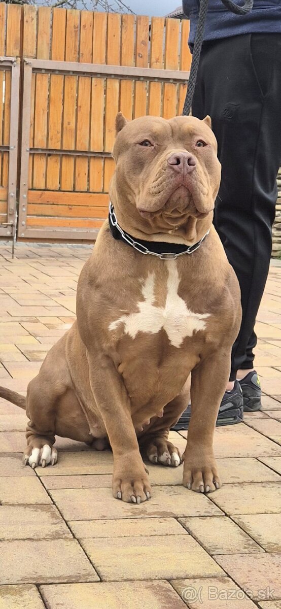 American bully XL - 3