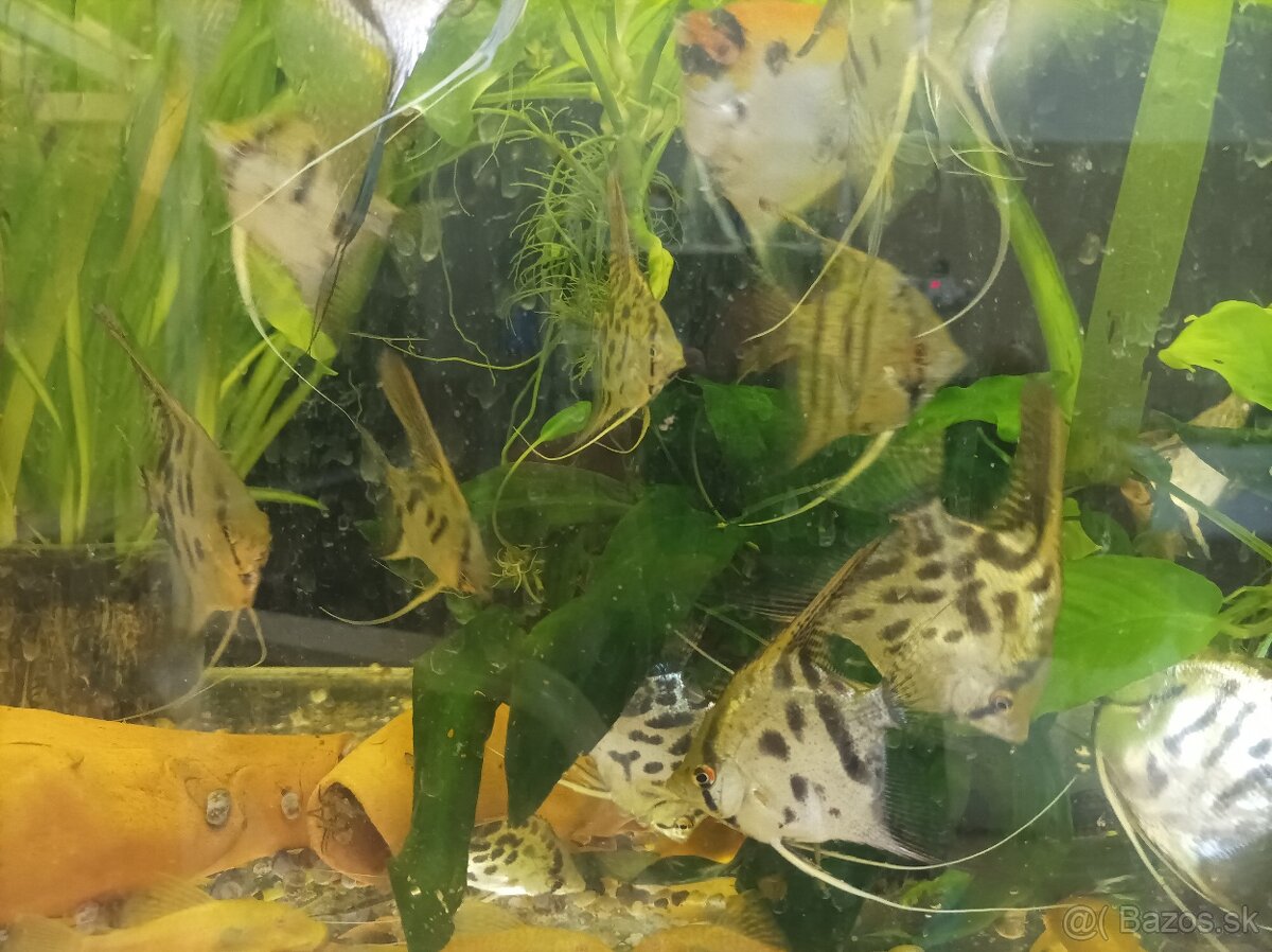 Predám leopardie skalare - 3