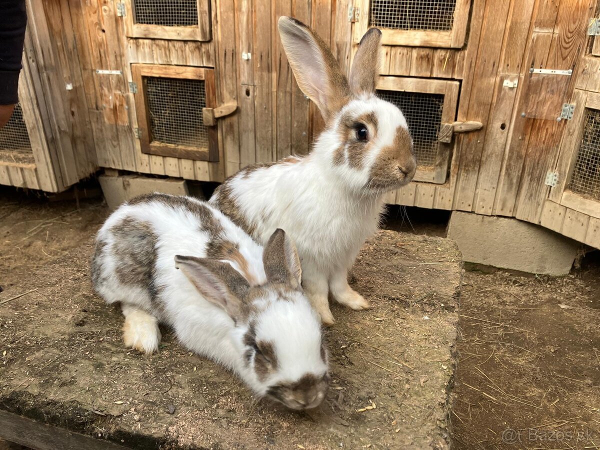 Nemecký obrovitý strakáč - 3