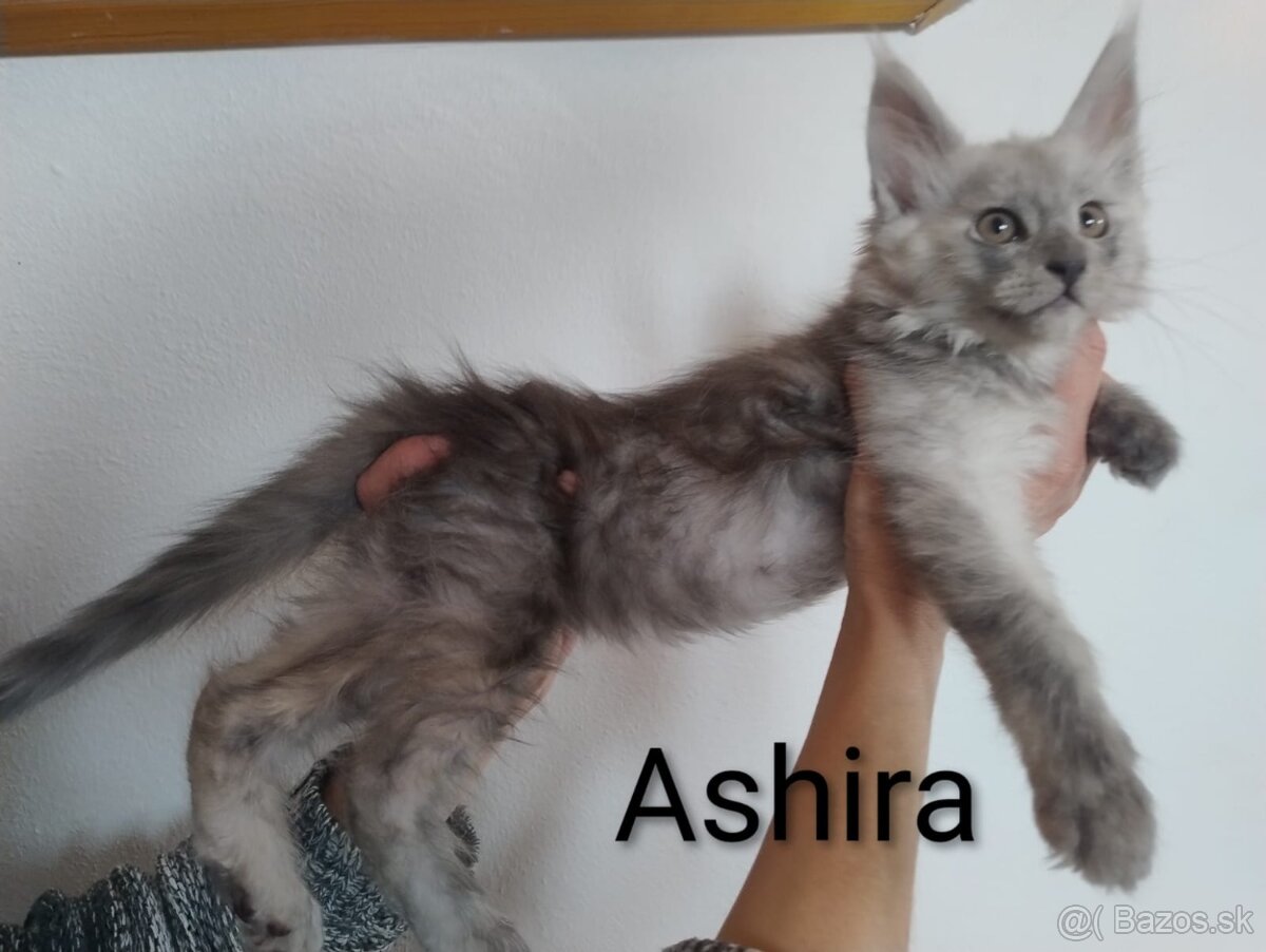 Mainská mývalia s PP - 3