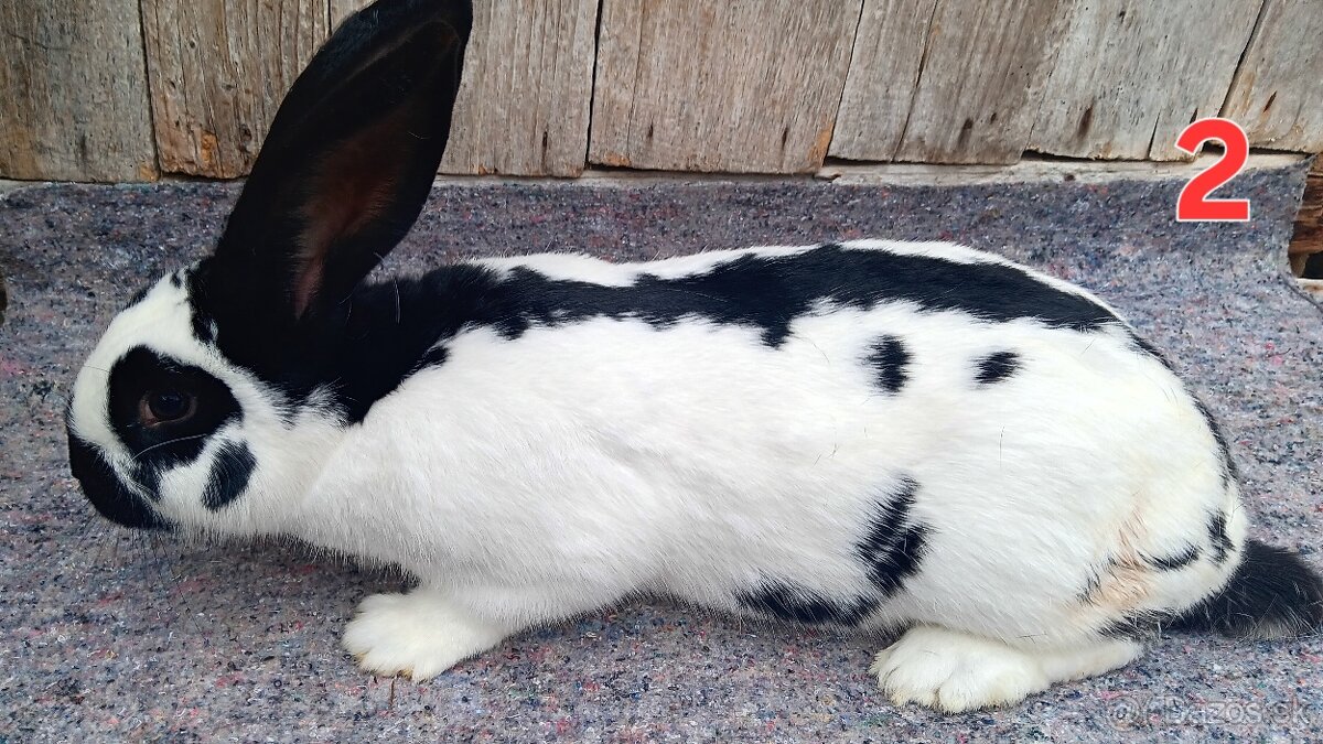 N.O. Strakoš, Kalifornsky - 3