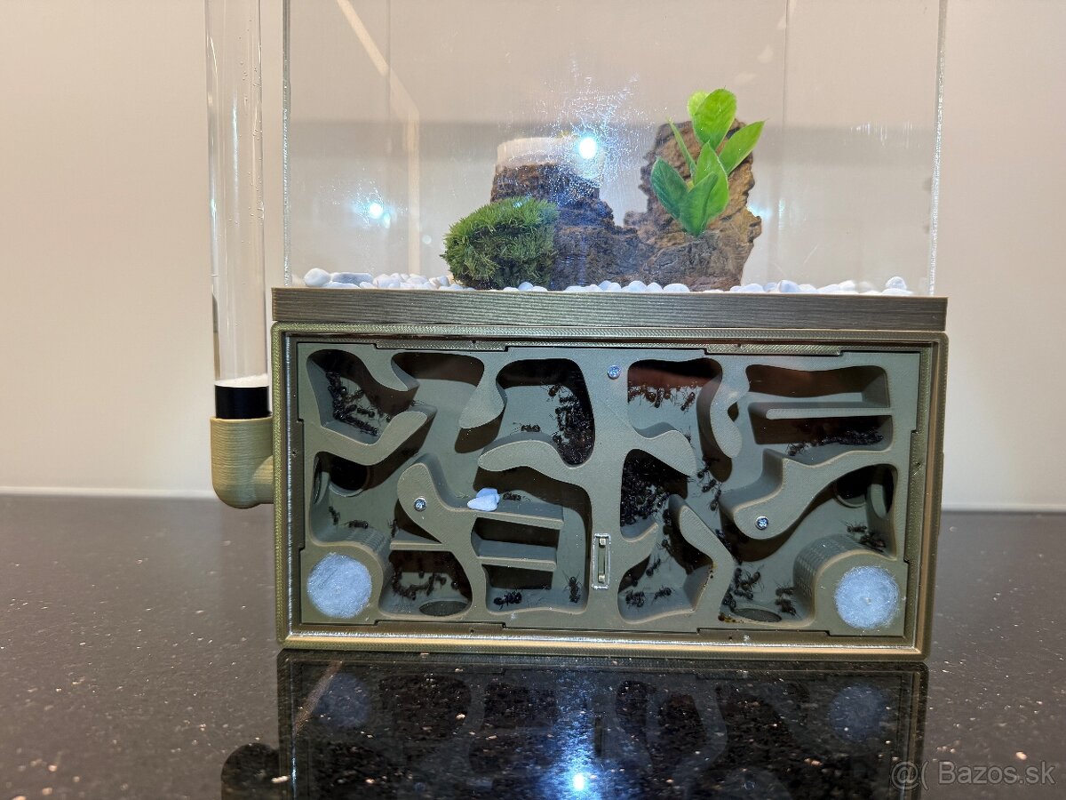 🐜 Predám formikárium + kolóniu Camponotus nicobarensis (krá - 3