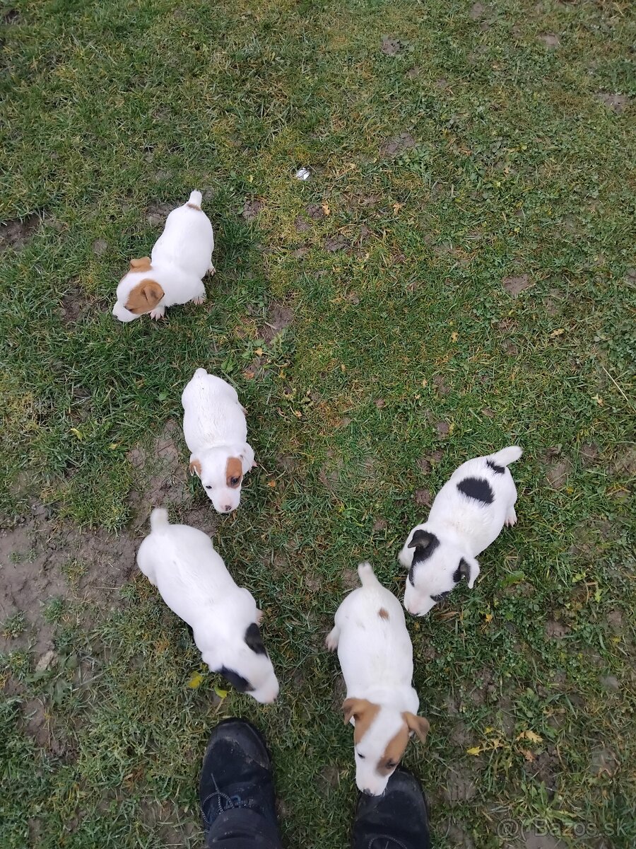 Predám šteňatá Jack Russel - 3