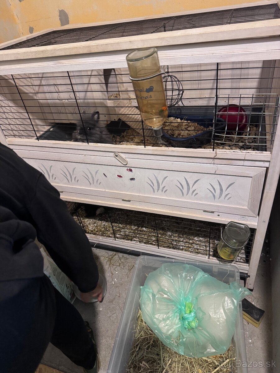 Dlhosrsté morské prasiatko - 3