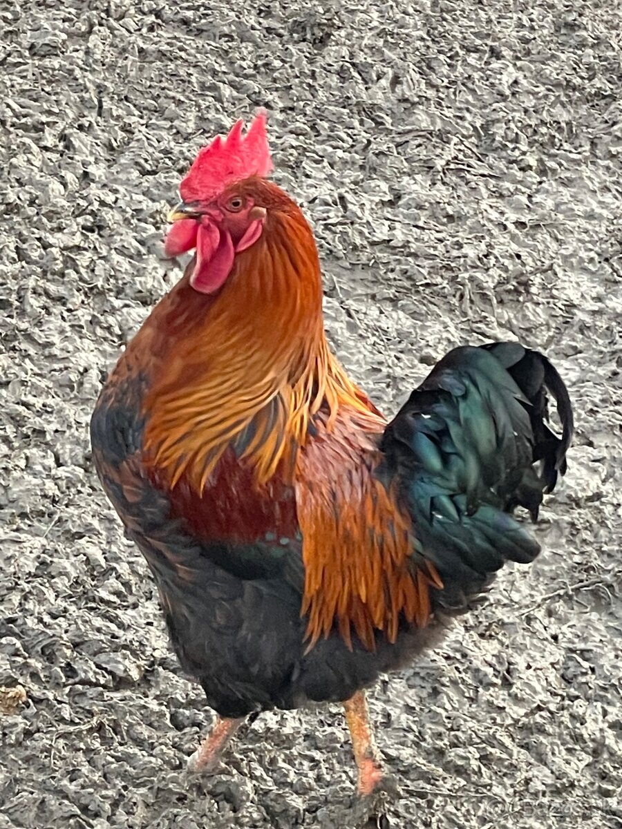 Predám mladé kohuty - eladó kakasok - 3