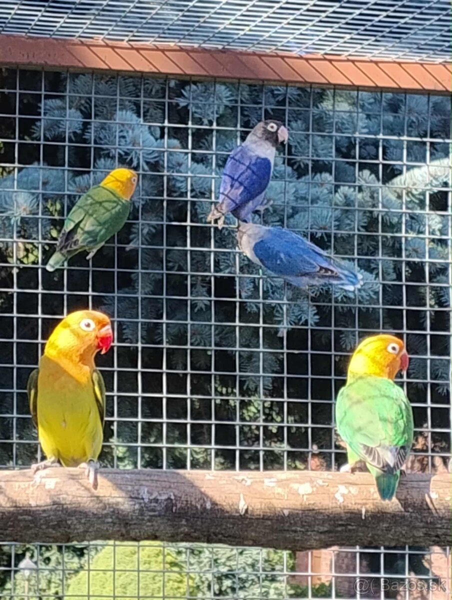 Agapornis fisher a škraboškový - 3