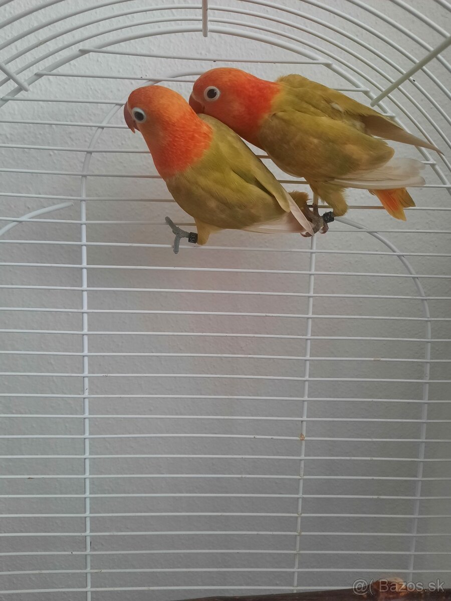 Agapornis fischer - 3