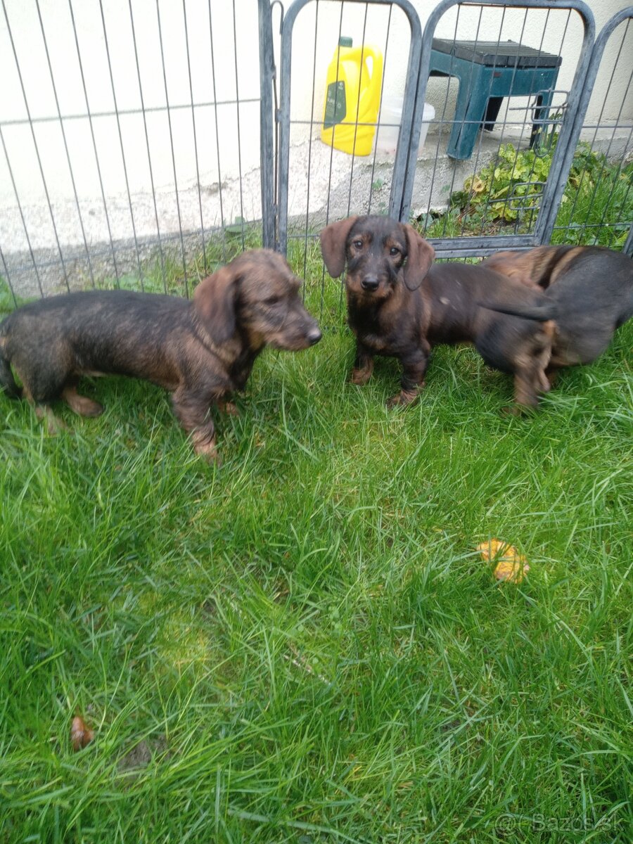 Jazvecik hrubosrsty s PP - 3