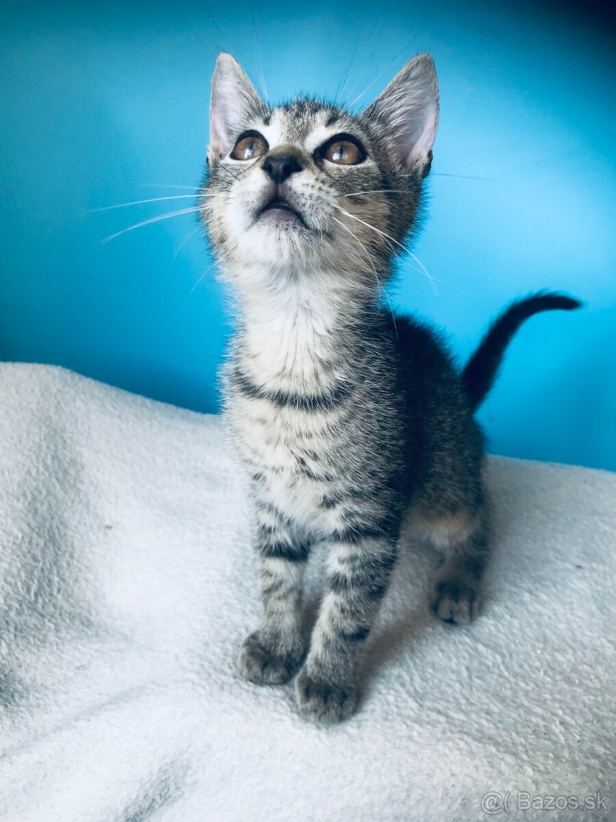 ZIGGY SI HĽADÁ DOMOV VO VNÚTRI - 3