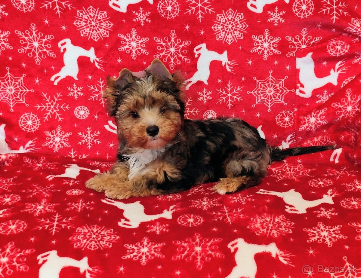 Yorkshire terrier - 3