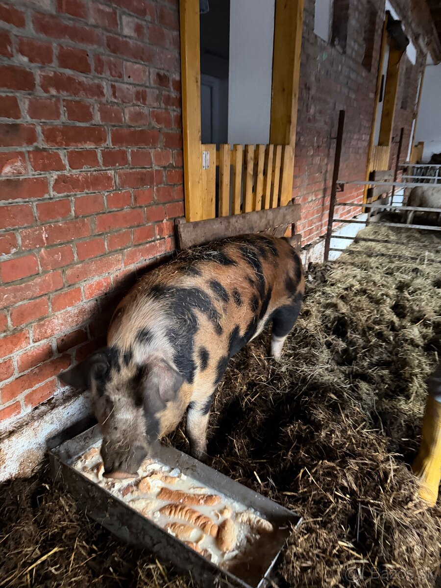 Prasiatko na predaj - 3