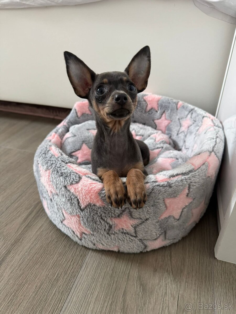 Rusky toy hladkosrsty s PP FCI - 3