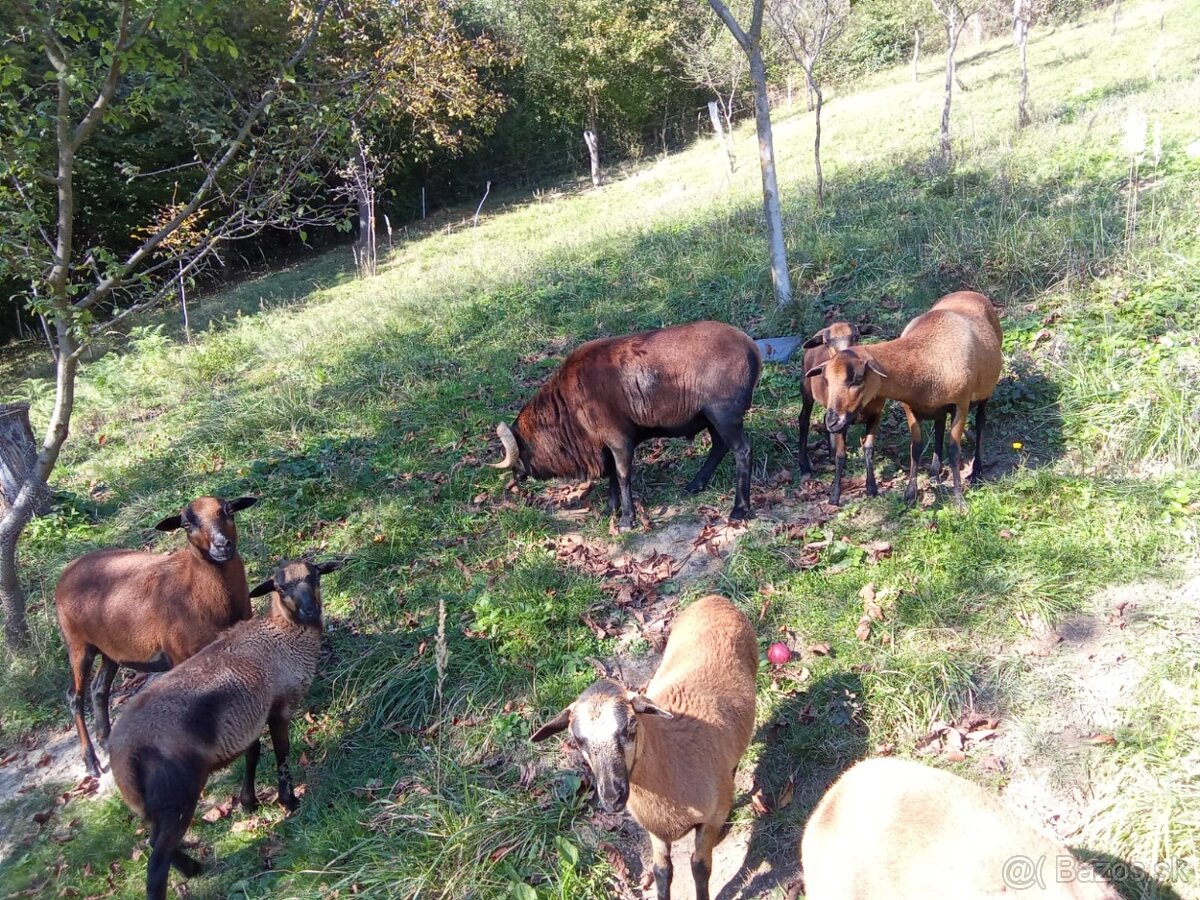 Kamerunska ovca, kamerunske ovce - 3