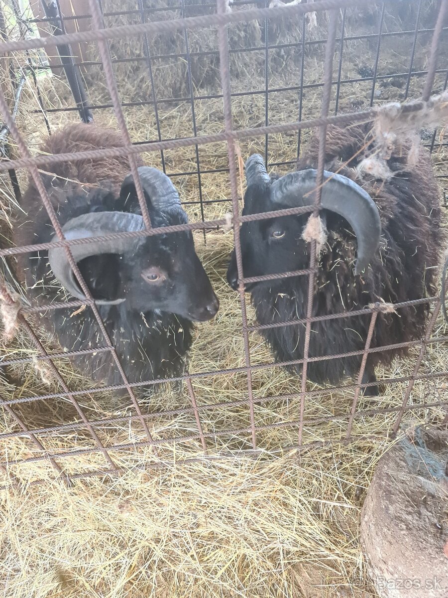 Quessantske Barany - 3