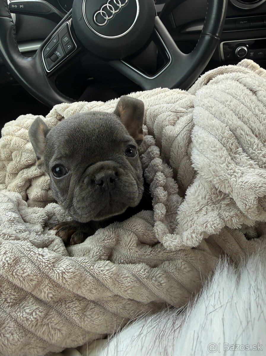 Francuzsky buldoček - 3